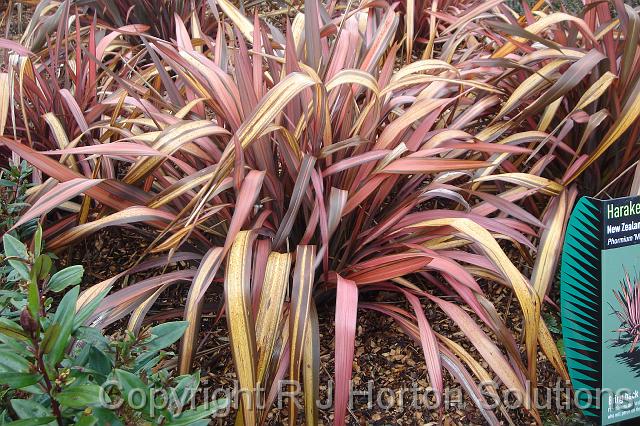 Phormium Margaret Jones